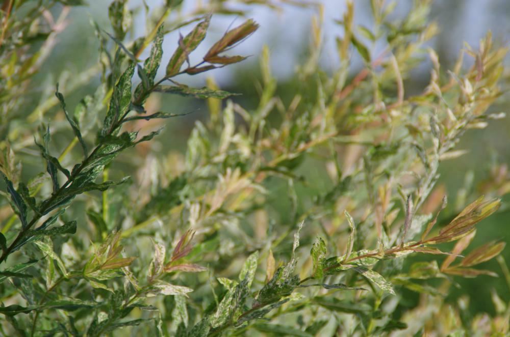 Plantenfiche-Salix-integra-Hakuro-nishiki-