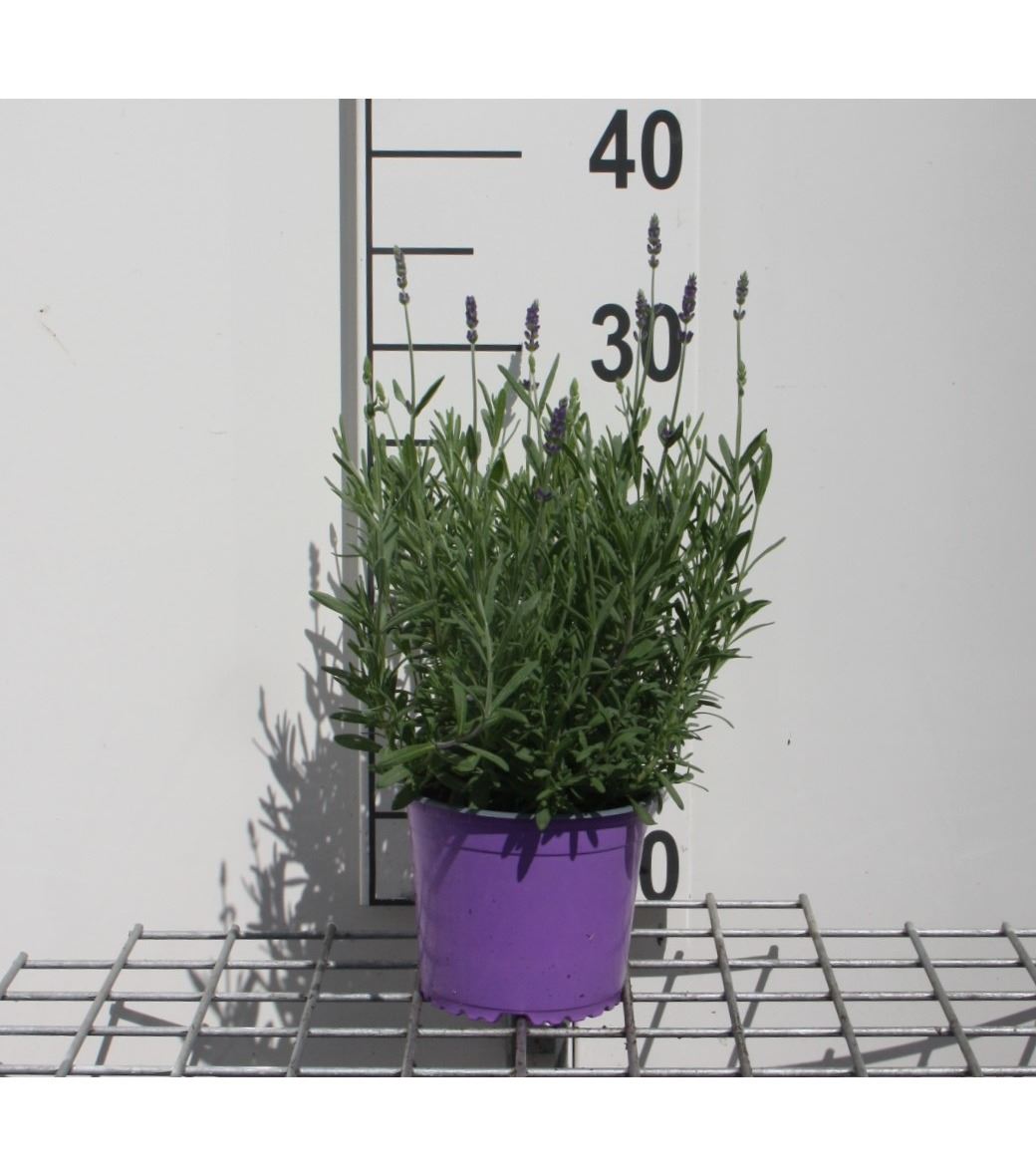 Lavandula angustifolia 'Hidcote' - pot 1,5L (Lavender)