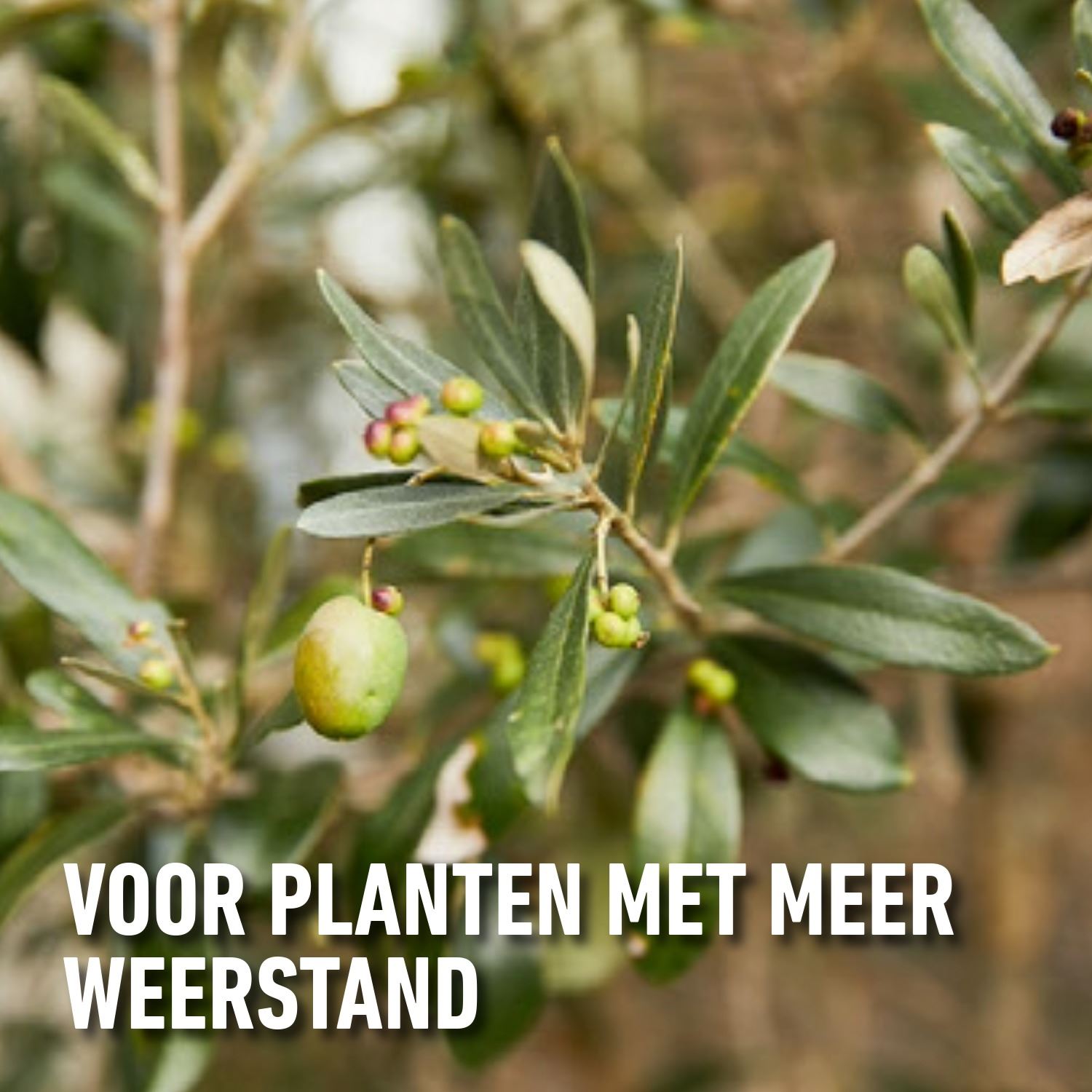 Mestsof-Mediterrane-Planten-2KG