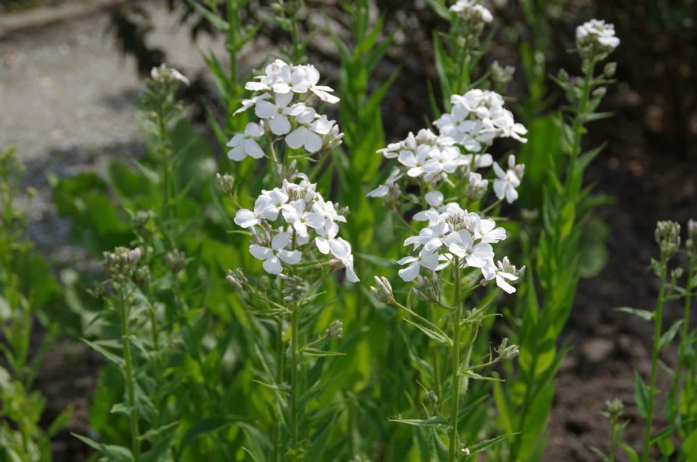 Plantenfiche-Hesperis-matronalis-Alba-