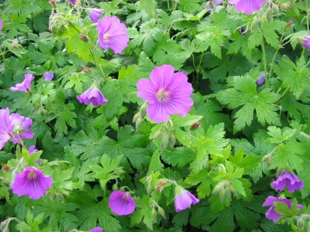 Plantenfiche-Geranium-Sirak-
