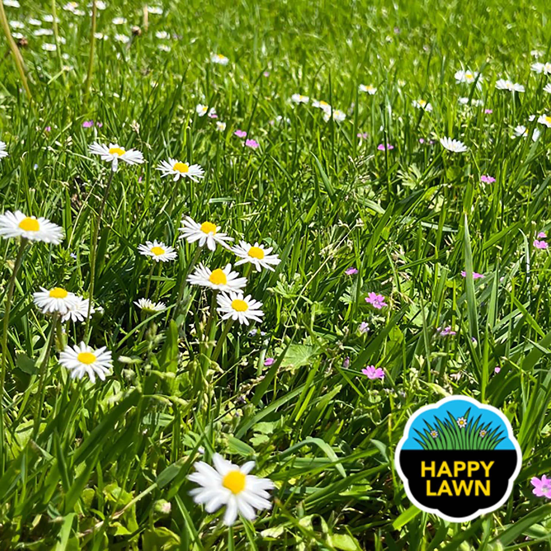 Happy-Lawn-5kg-geef-je-gazon-wat-extra-pit-250m2
