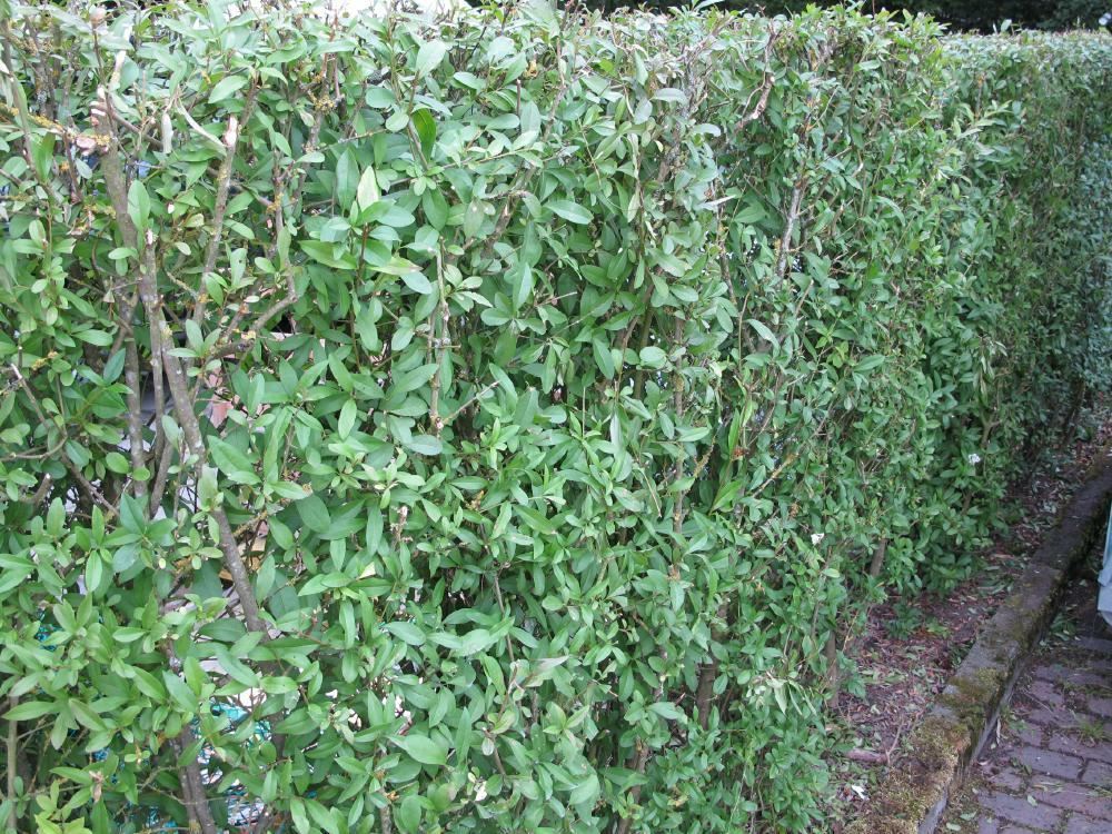 Plantenfiche-Ligustrum-vulgare