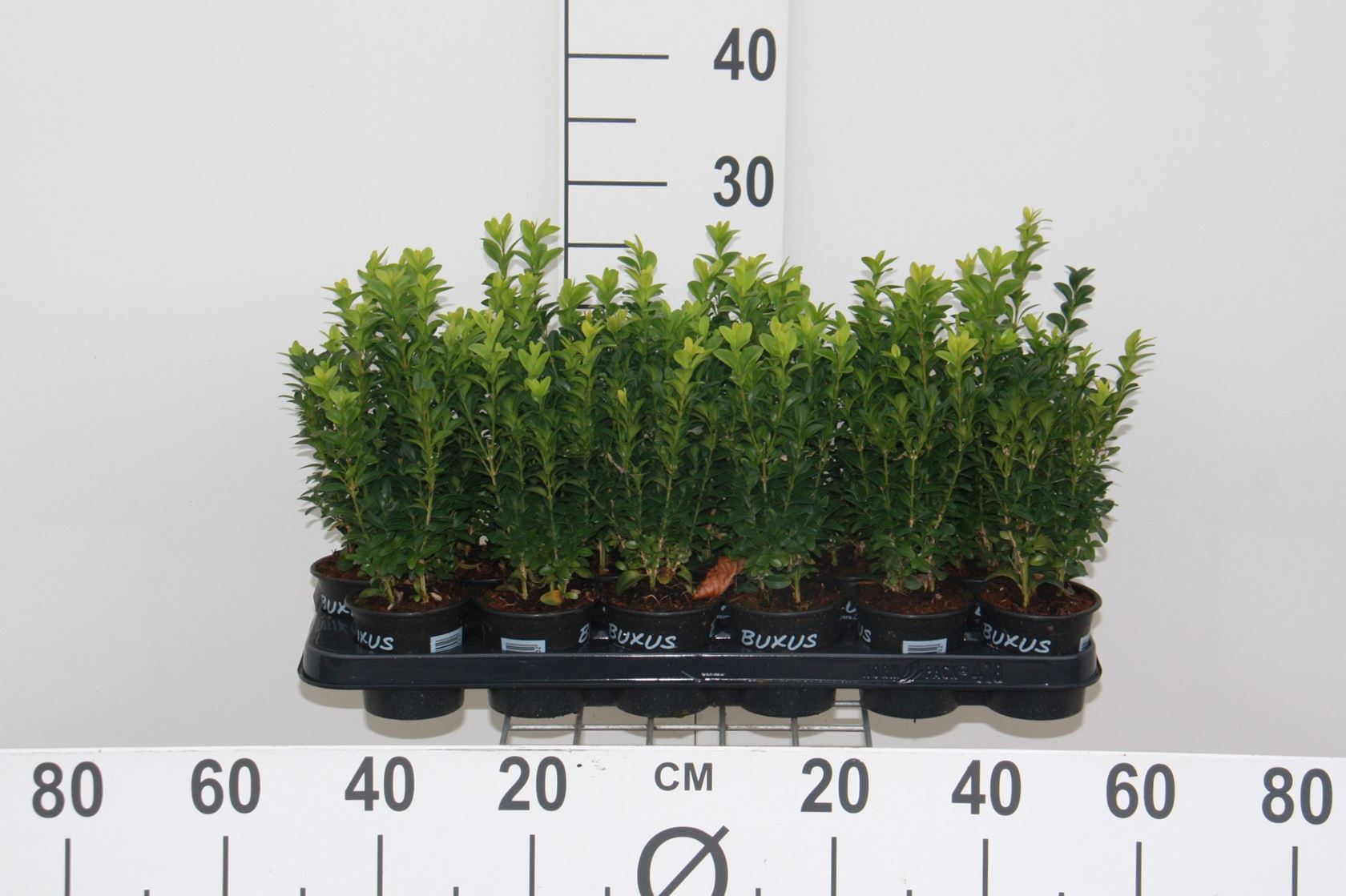 Buxus sempervirens - pot 9x9 cm - 10-15 cm - Touffu