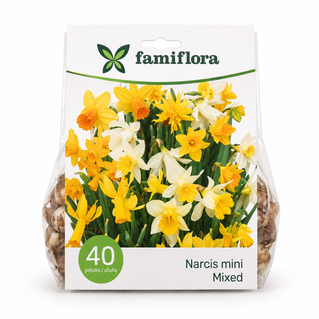 Famiflora Narcissus Mini Mix - 40 bulbes - Bulbes à floraison printanière