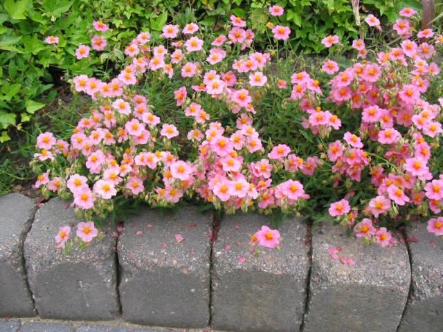 Helianthemum 'Lawrenson's Pink' - pot 9x9 cm