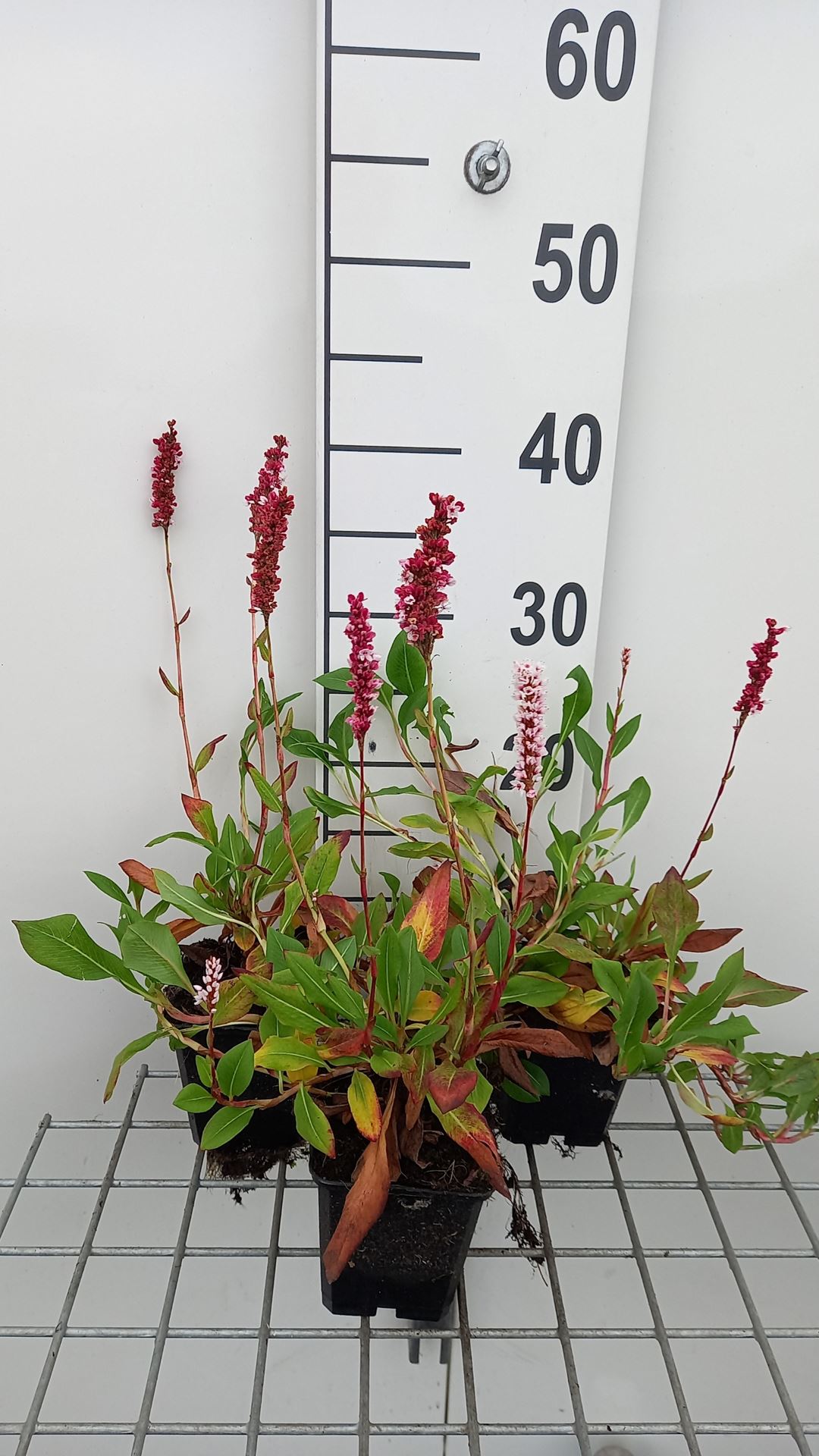 Persicaria affinis 'Donald Lowndes' - pot 9x9 cm