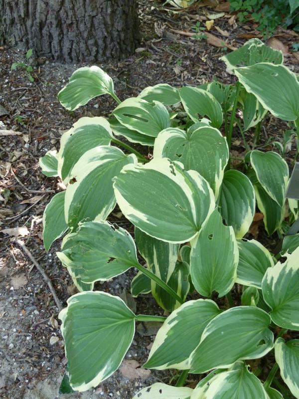 Plantenfiche-Hosta-Moerheim-