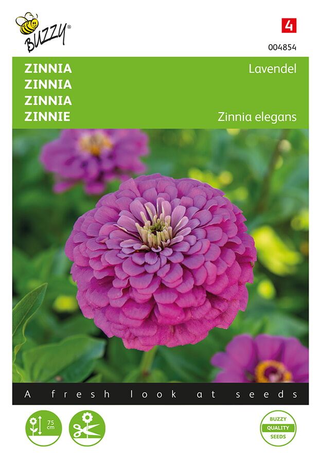 Buzzy Zinnia Lavendel