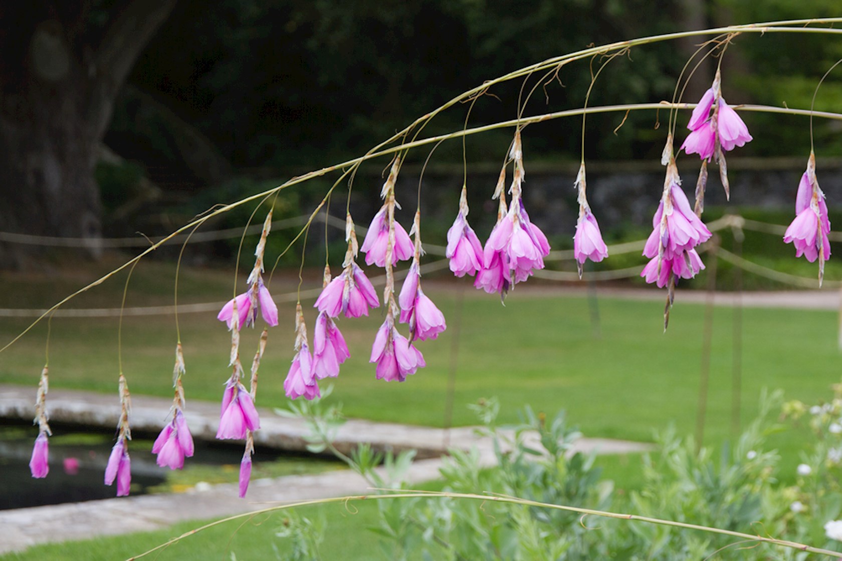 Plantenfiche-Dierama-pulcherrimum