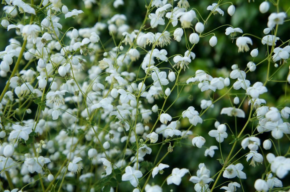 Plantenfiche-Thalictrum-delavayi-FR21034-Splendide-White-