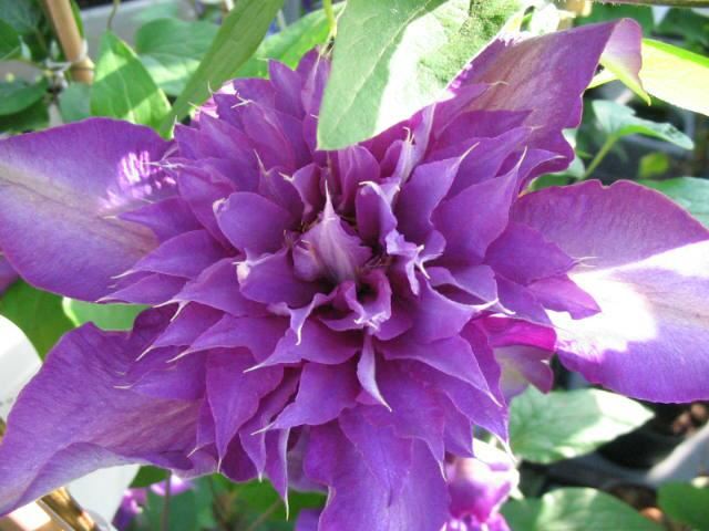 Plantenfiche-Clematis-Multi-Blue-