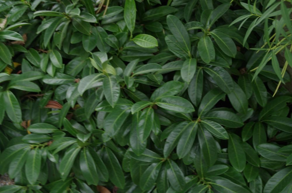 Plantenfiche-Prunus-laurocerasus-Mount-Vernon-