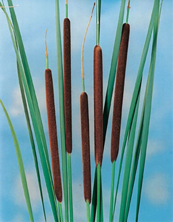 Typha angustifolia - pot 9x9 cm