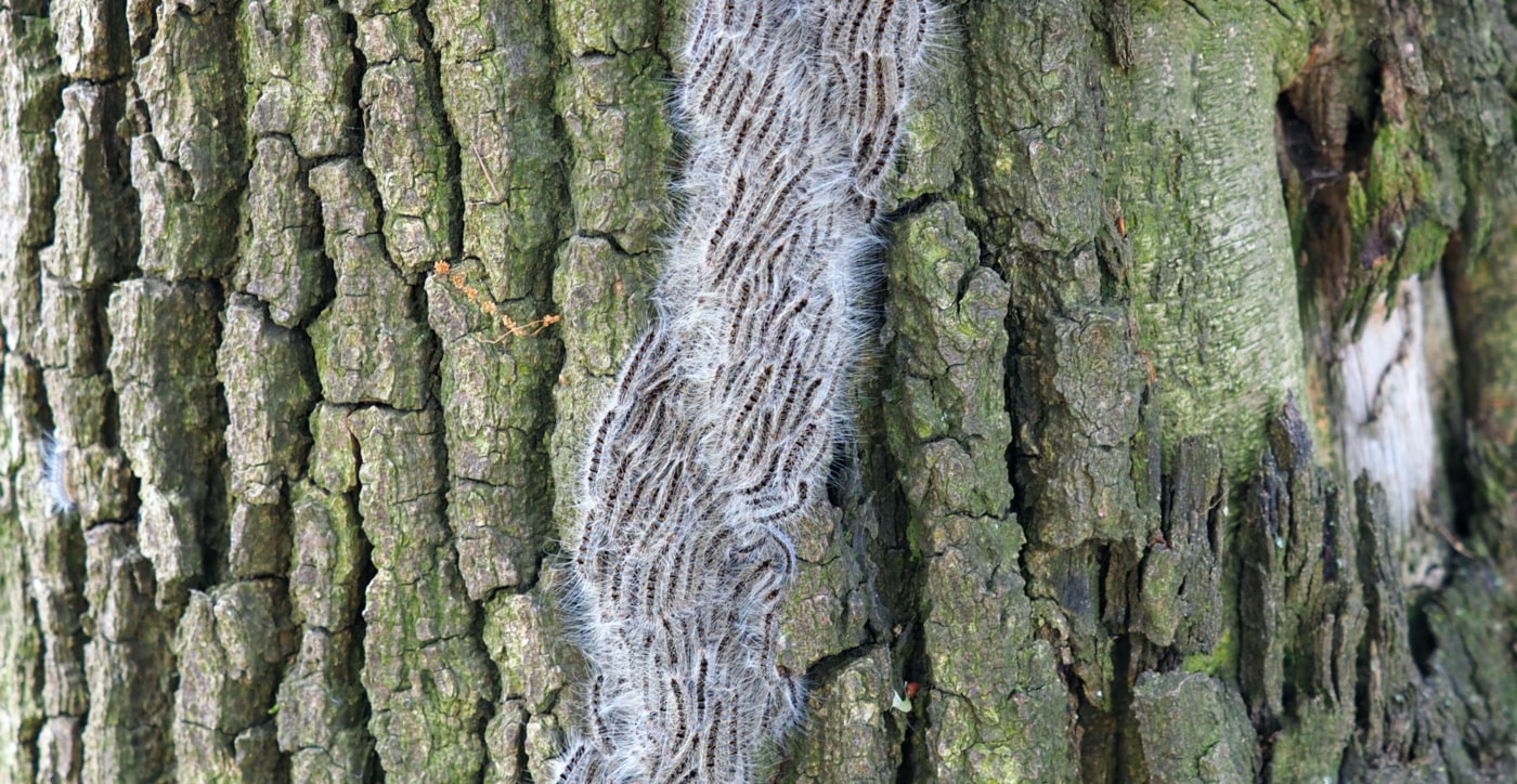 Fighting the oak processionary caterpillar with pheromones