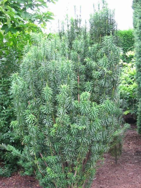 Plantenfiche-Cephalotaxus-harringtonii-Fastigiata-