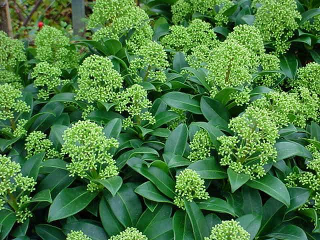 Plantenfiche-Skimmia-japonica-Fragrant-Cloud-