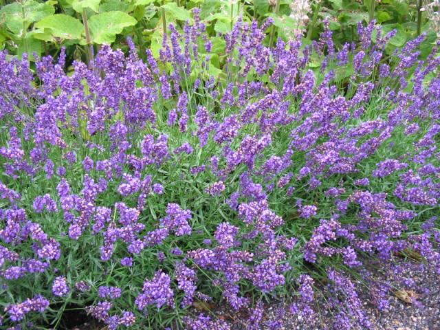 Plantenfiche-Lavandula-angustifolia-Hidcote-Lavendel-Hidcote-
