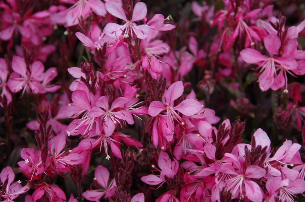 Plantenfiche-Gaura-lindheimeri-Crimson-Butterflies-