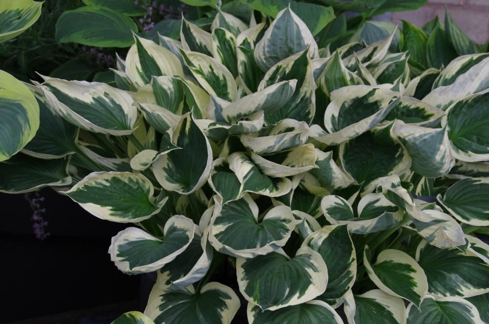Plantenfiche-Hosta-Minuteman-