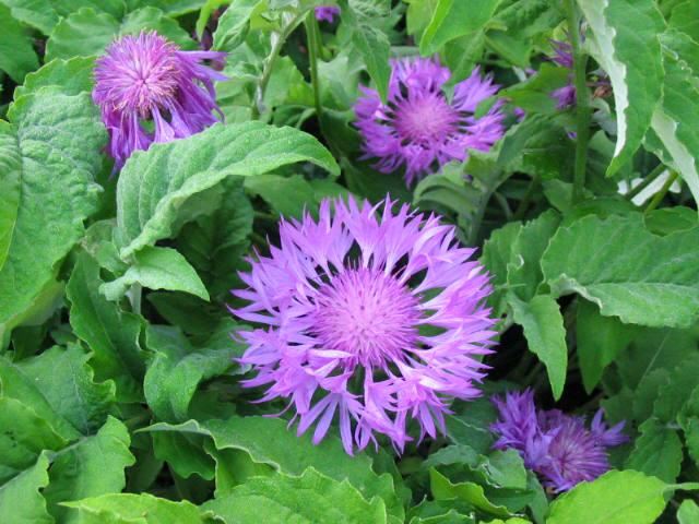 Plantenfiche-Centaurea-hypoleuca-John-Coutts-