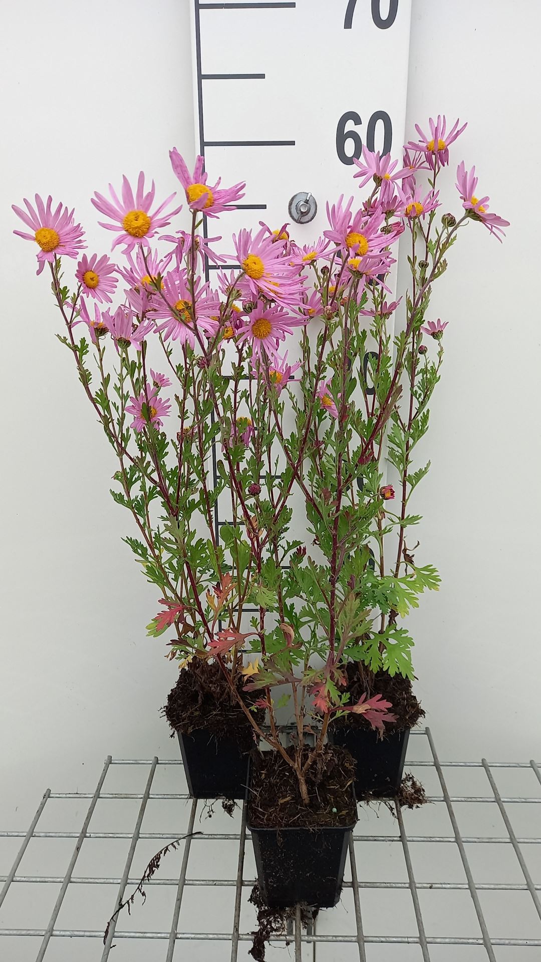 Chrysanthemum 'Clara Curtis' - pot 9x9 cm