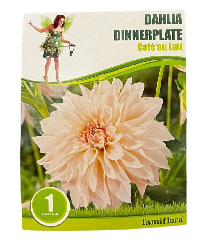 Dahlia Dinnerplate Café au Lait per 1