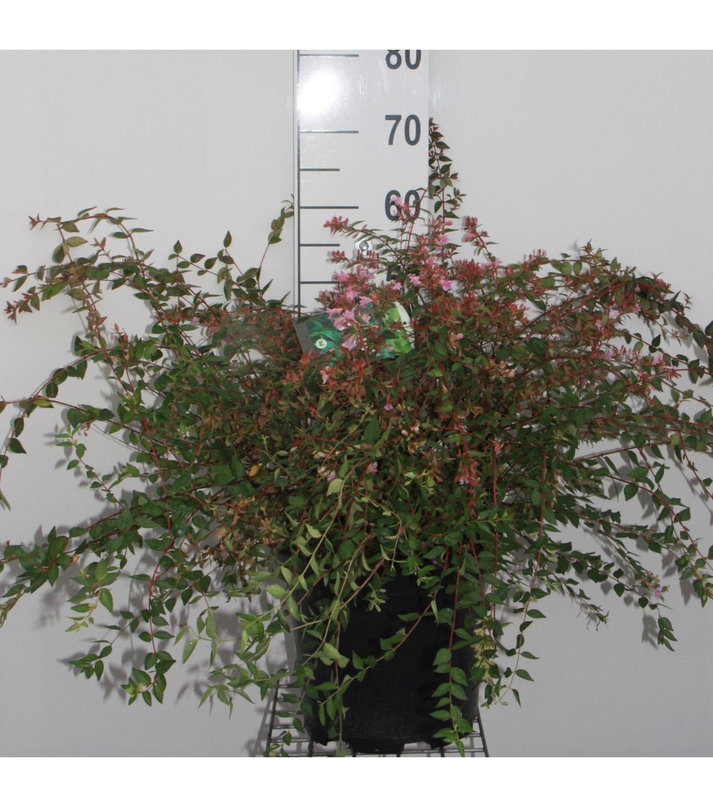 Abelia 'Edward Goucher' - pot 10L - 50-60 cm