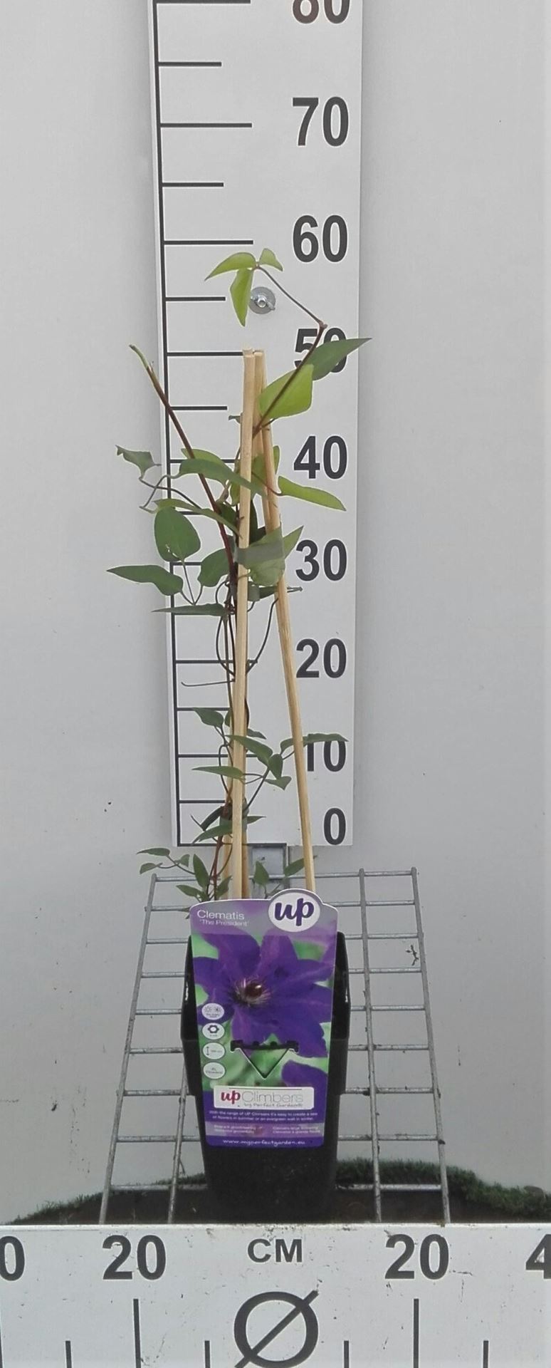 Clematis 'The President' - pot - 50-60 cm