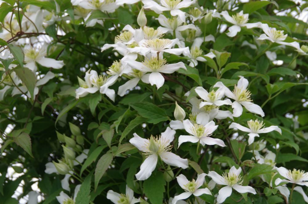 Plantenfiche-Clematis-montana-var-grandiflora