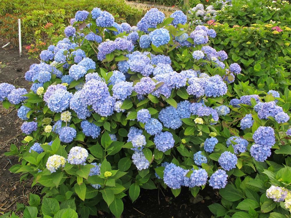 Plantenfiche-Hydrangea-macrophylla-Bouquet-Rose-