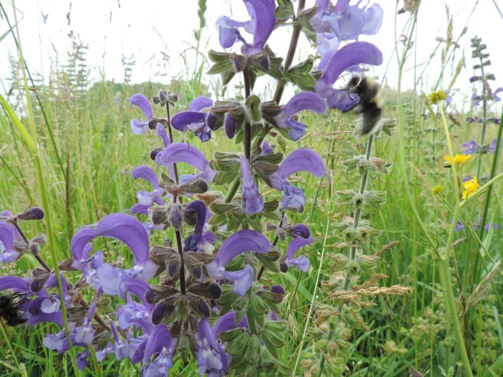 Plantenfiche-Salvia-pratensis