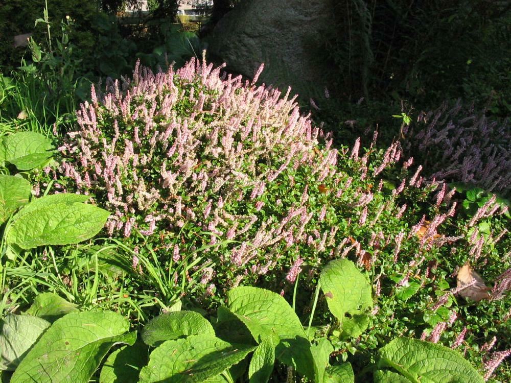 Plantenfiche-Persicaria-vacciniifolia