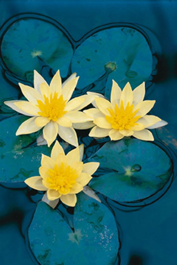 Nymphaea 'Sulphurea' - pot 3L