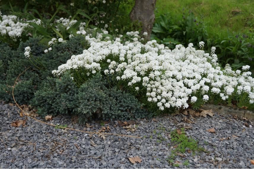 Plantenfiche-Iberis-sempervirens