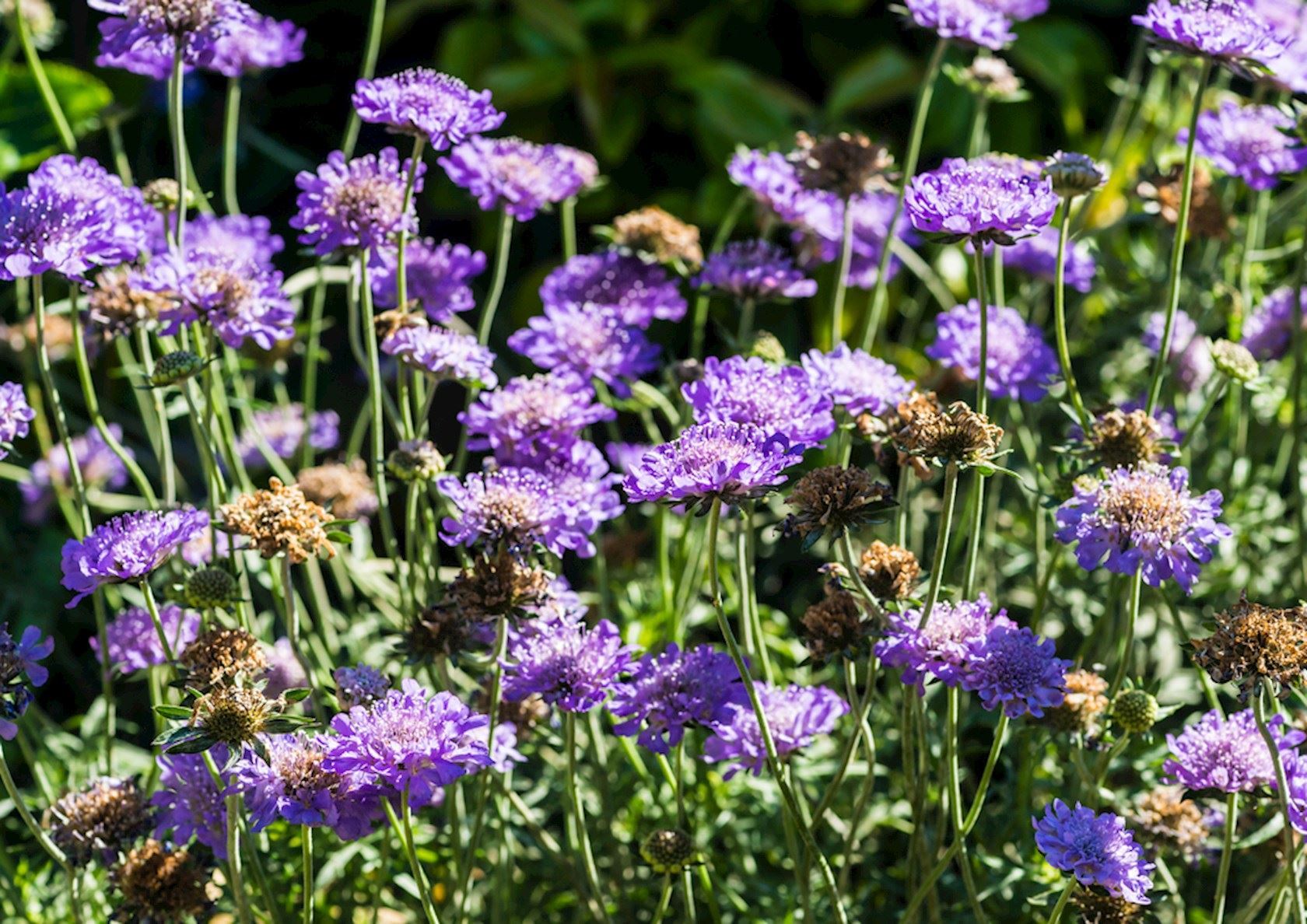 Plantenfiche-Scabiosa-columbaria-Butterfly-Blue-
