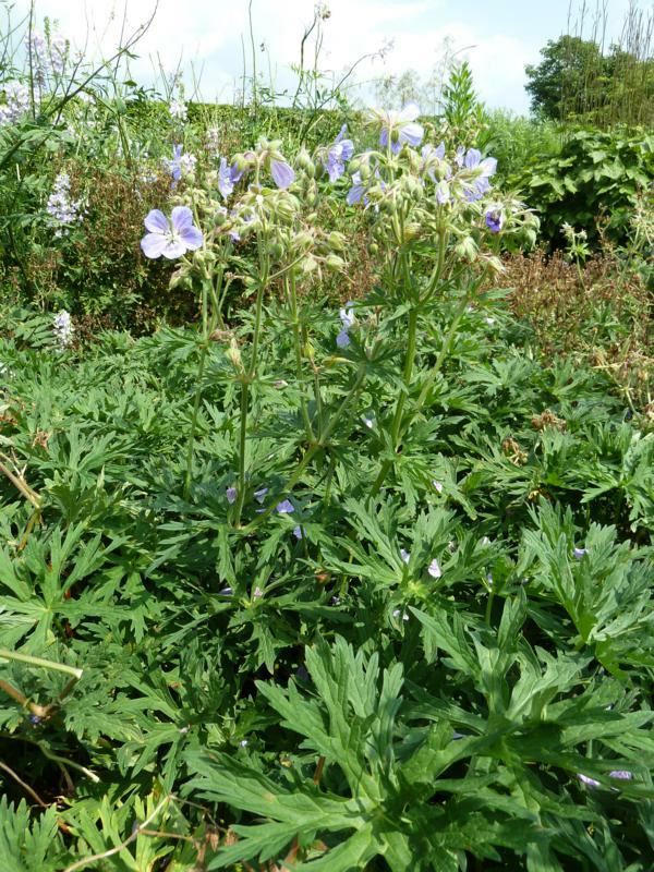 Plantenfiche-Geranium-pratense-Mrs-Kendall-Clark-
