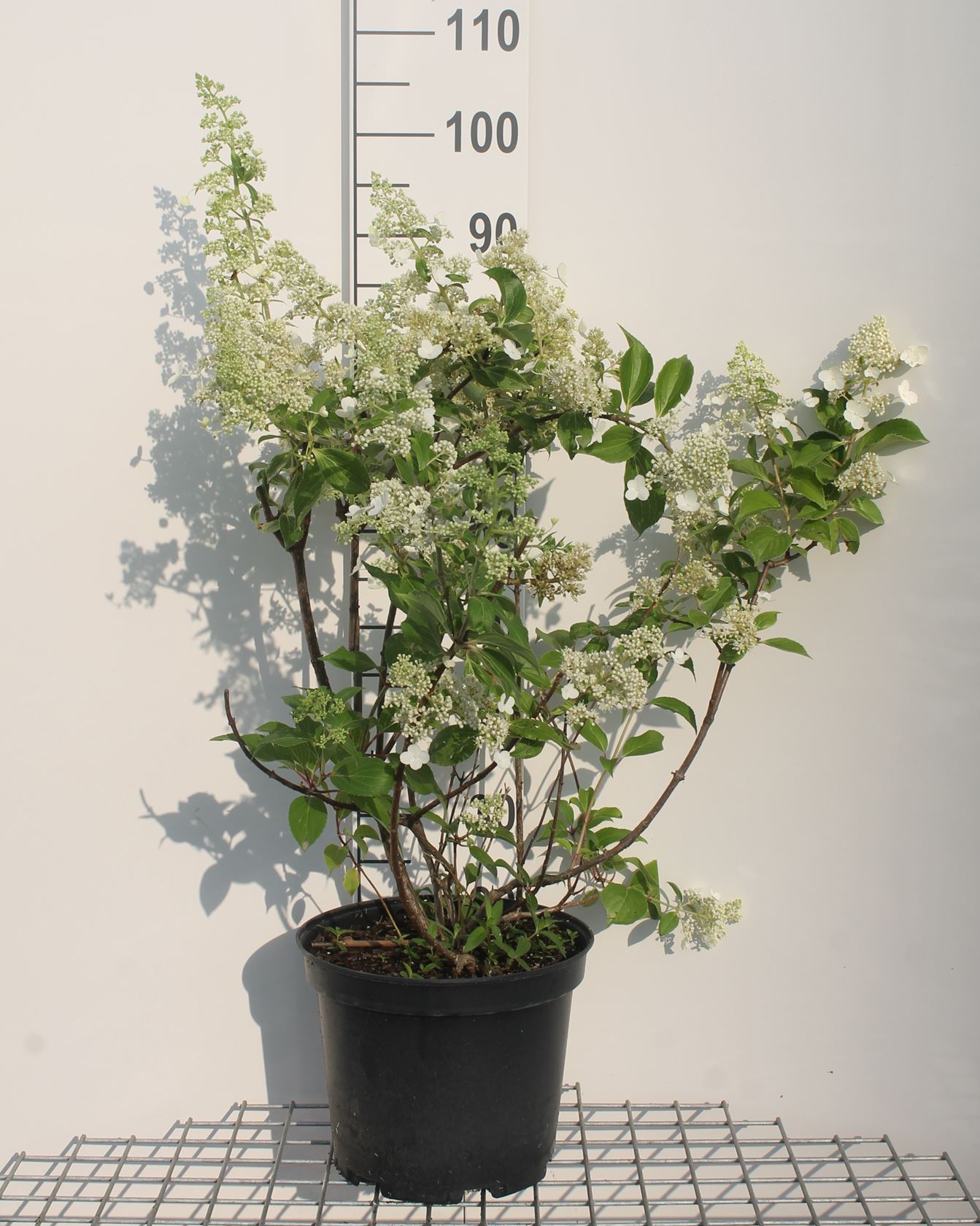 Hydrangea paniculata 'Kyushu' - pot 10L - 60-80 cm