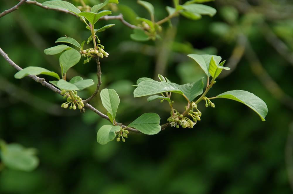 Plantenfiche-Frangula-alnus