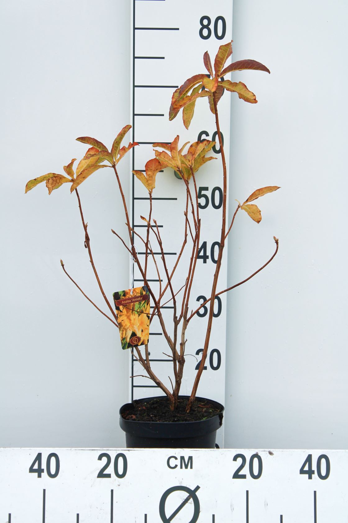 Azalea knaphill - geel - pot - 40-50 cm