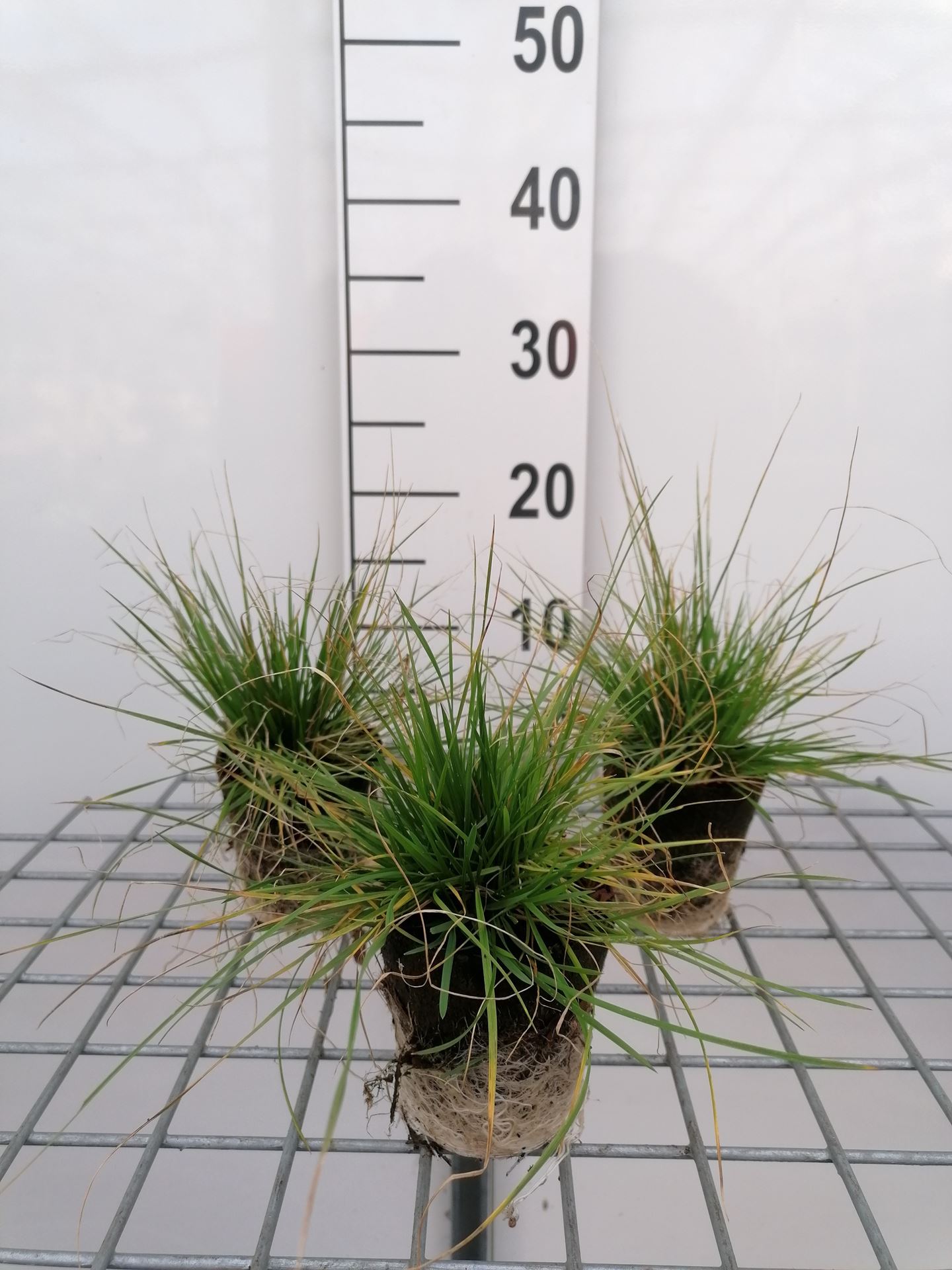 Deschampsia cespitosa - Biopot ø8 cm