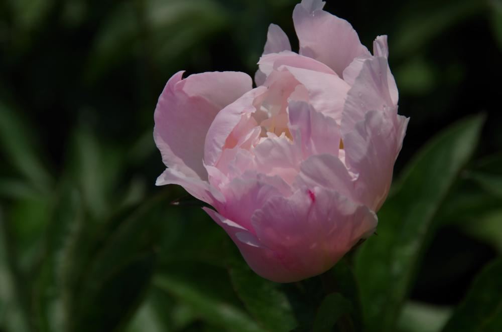 Plantenfiche-Paeonia-Albert-Crousse-