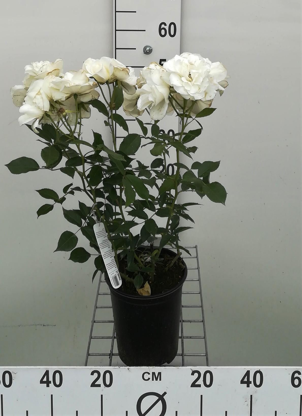 Rosa 'Witte Tros' - pot