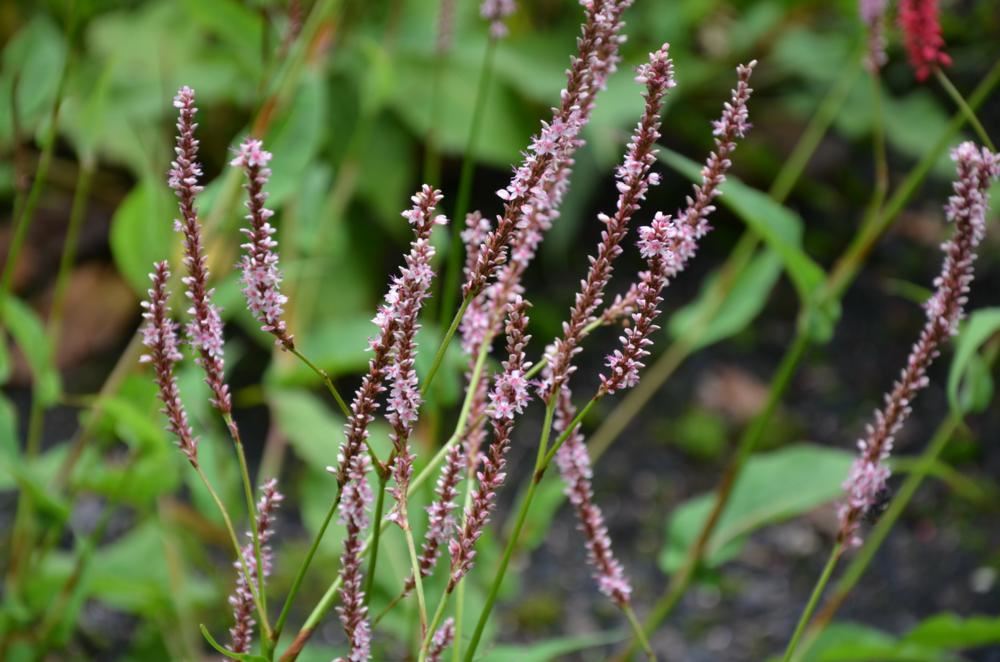 Plantenfiche-Persicaria-amplexicaulis-Fine-Pink-