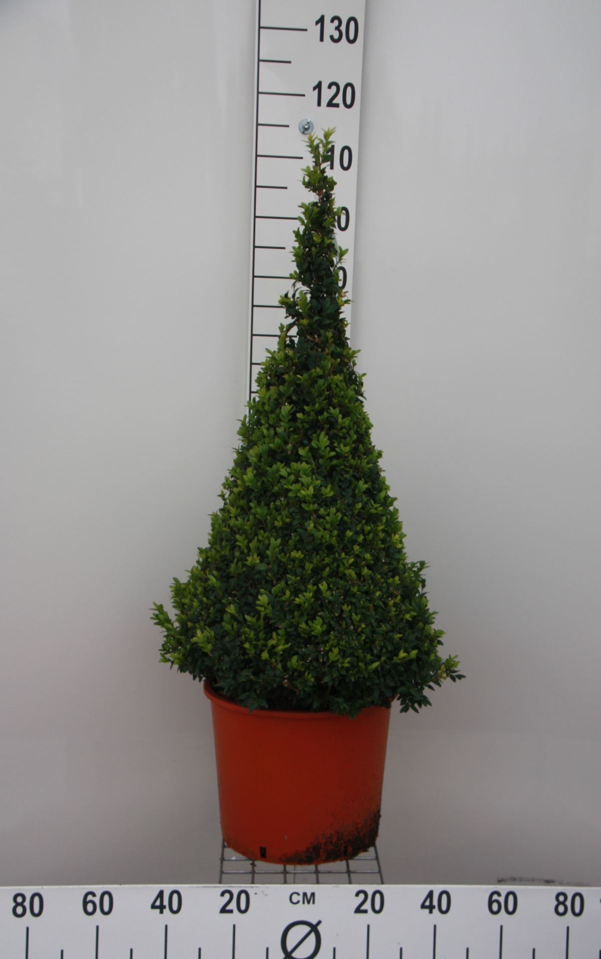 Buxus sempervirens - pot - 80+ cm - pyramid shape
