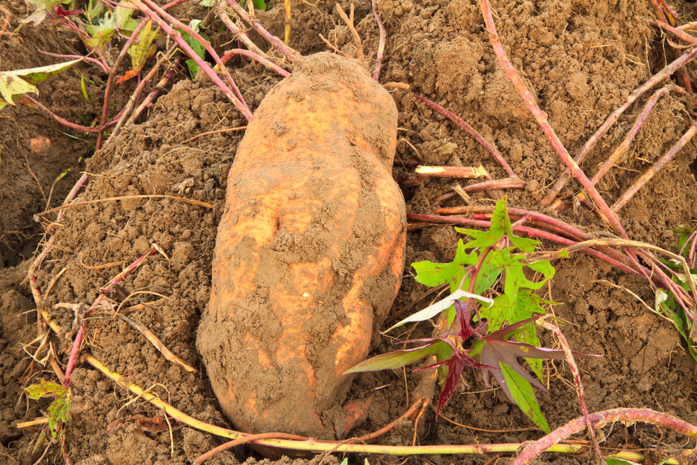 Plantenfiche-Ipomoea-batatas-Zoete-aardappel-