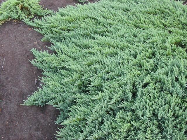 Plantenfiche-Juniperus-sabina-Tamariscifolia-