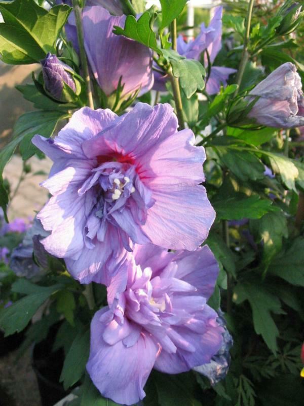 Plantenfiche-Hibiscus-syriacus-Notwood3-Blue-Chiffon-