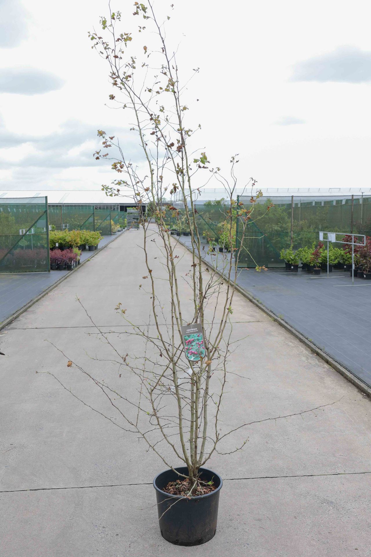 Crataegus x media 'Paul's Scarlet' - pot 20L - 150-200 cm