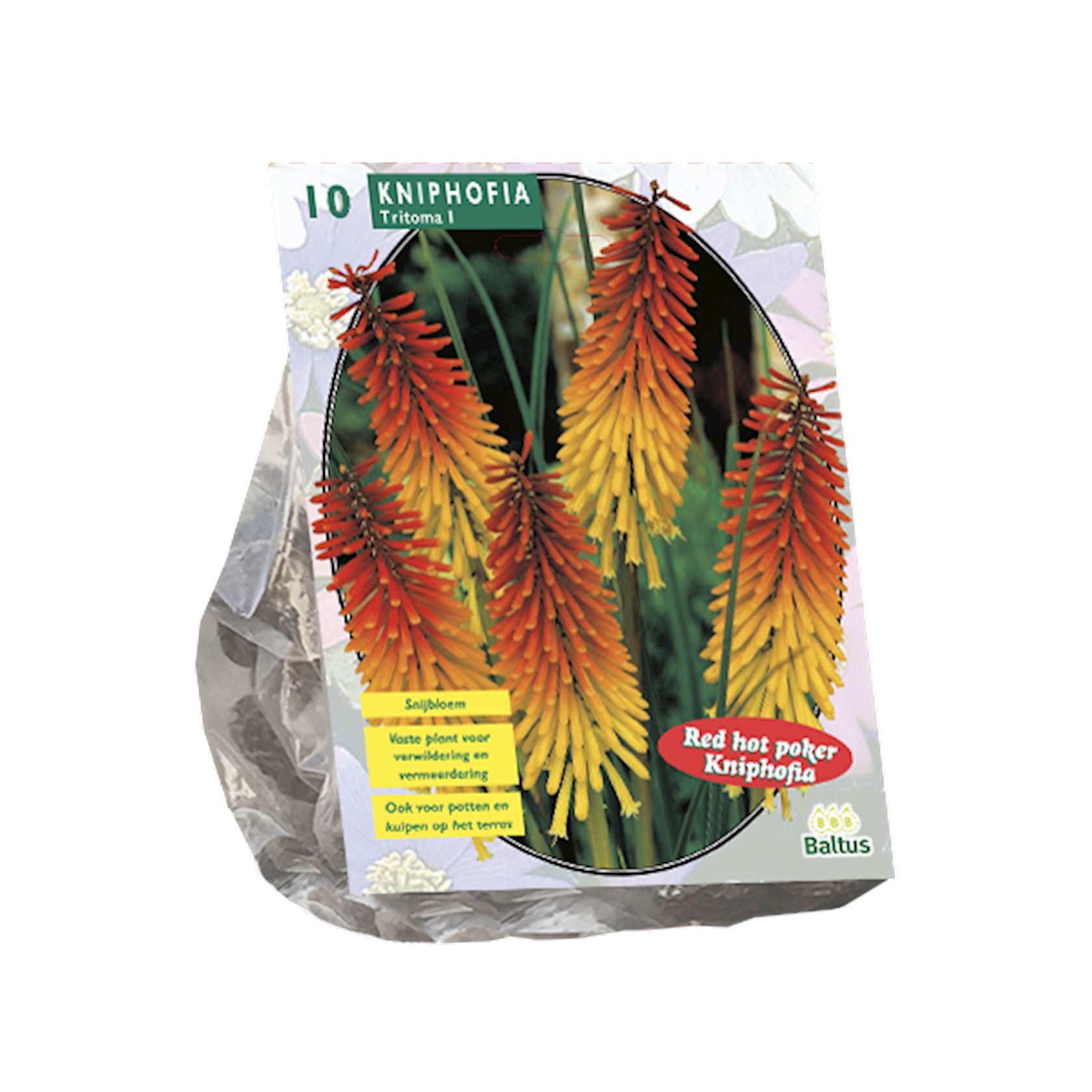 kniphofia-tritoma-per-10